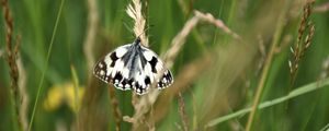 Preview wallpaper butterfly, wings, pattern, spots, ears, macro
