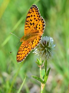 Preview wallpaper butterfly, wings, pattern, macro, focus