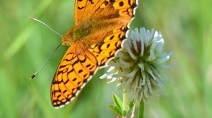 Preview wallpaper butterfly, wings, pattern, macro, focus