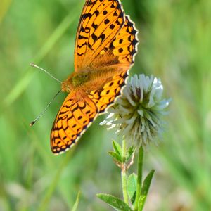 Preview wallpaper butterfly, wings, pattern, macro, focus