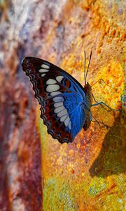 Preview wallpaper butterfly, wings, pattern, profile, spots