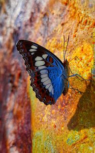 Preview wallpaper butterfly, wings, pattern, profile, spots