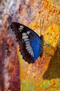 Preview wallpaper butterfly, wings, pattern, profile, spots