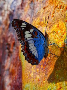 Preview wallpaper butterfly, wings, pattern, profile, spots