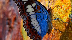 Preview wallpaper butterfly, wings, pattern, profile, spots