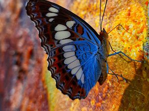 Preview wallpaper butterfly, wings, pattern, profile, spots