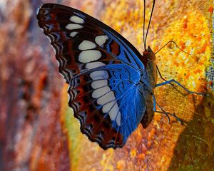 Preview wallpaper butterfly, wings, pattern, profile, spots