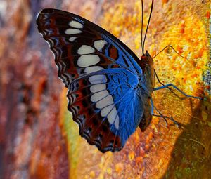 Preview wallpaper butterfly, wings, pattern, profile, spots