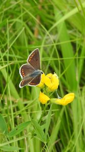 Preview wallpaper butterfly, wings, pattern, grasses, insect