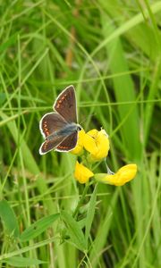 Preview wallpaper butterfly, wings, pattern, grasses, insect