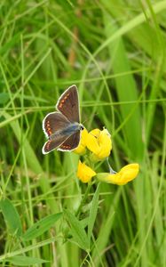 Preview wallpaper butterfly, wings, pattern, grasses, insect