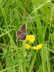 Preview wallpaper butterfly, wings, pattern, grasses, insect