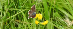 Preview wallpaper butterfly, wings, pattern, grasses, insect