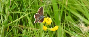 Preview wallpaper butterfly, wings, pattern, grasses, insect