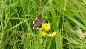 Preview wallpaper butterfly, wings, pattern, grasses, insect