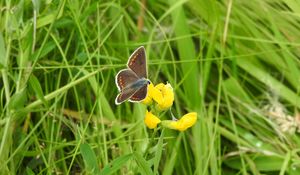 Preview wallpaper butterfly, wings, pattern, grasses, insect