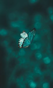 Preview wallpaper butterfly, wings, pattern, flight, focus