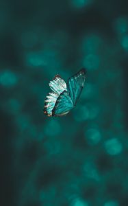 Preview wallpaper butterfly, wings, pattern, flight, focus