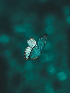 Preview wallpaper butterfly, wings, pattern, flight, focus