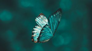 Preview wallpaper butterfly, wings, pattern, flight, focus