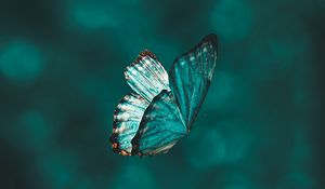 Preview wallpaper butterfly, wings, pattern, flight, focus