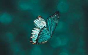 Preview wallpaper butterfly, wings, pattern, flight, focus