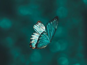 Preview wallpaper butterfly, wings, pattern, flight, focus
