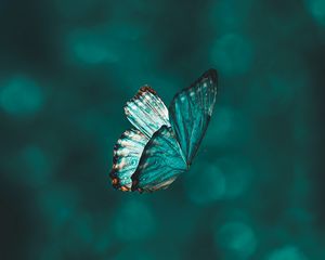 Preview wallpaper butterfly, wings, pattern, flight, focus