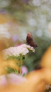 Preview wallpaper butterfly, wings, pattern, flower, macro, blur