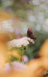 Preview wallpaper butterfly, wings, pattern, flower, macro, blur