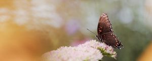Preview wallpaper butterfly, wings, pattern, flower, macro, blur