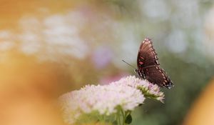 Preview wallpaper butterfly, wings, pattern, flower, macro, blur