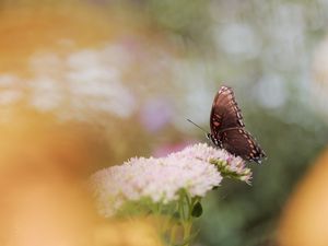 Preview wallpaper butterfly, wings, pattern, flower, macro, blur