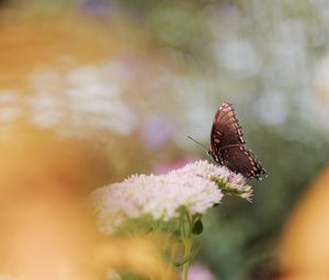 Preview wallpaper butterfly, wings, pattern, flower, macro, blur