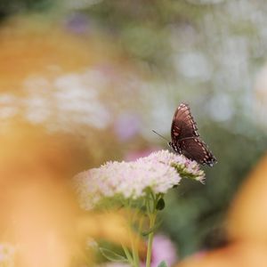 Preview wallpaper butterfly, wings, pattern, flower, macro, blur