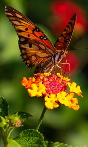 Preview wallpaper butterfly, wings, pattern, flowers, focus