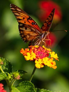 Preview wallpaper butterfly, wings, pattern, flowers, focus