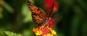 Preview wallpaper butterfly, wings, pattern, flowers, focus