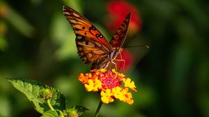 Preview wallpaper butterfly, wings, pattern, flowers, focus