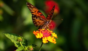 Preview wallpaper butterfly, wings, pattern, flowers, focus