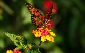 Preview wallpaper butterfly, wings, pattern, flowers, focus