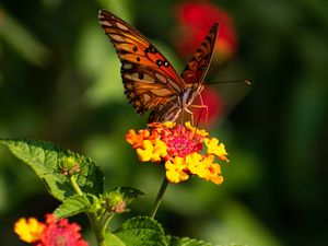 Preview wallpaper butterfly, wings, pattern, flowers, focus