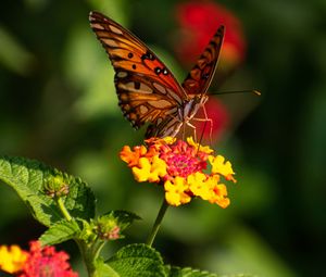 Preview wallpaper butterfly, wings, pattern, flowers, focus