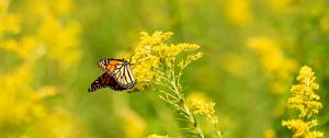 Preview wallpaper butterfly, wings, pattern, flowers, blur