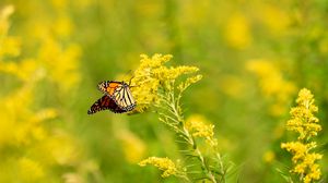 Preview wallpaper butterfly, wings, pattern, flowers, blur