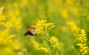 Preview wallpaper butterfly, wings, pattern, flowers, blur