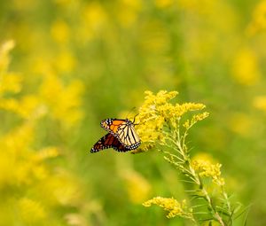 Preview wallpaper butterfly, wings, pattern, flowers, blur