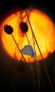 Preview wallpaper butterfly, wings, pattern, flowers, silhouette