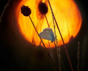 Preview wallpaper butterfly, wings, pattern, flowers, silhouette