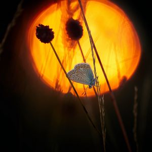 Preview wallpaper butterfly, wings, pattern, flowers, silhouette